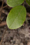 Eastern milkpea